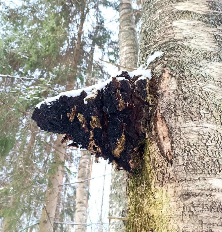 BĒRZA ČAGA - Image 3