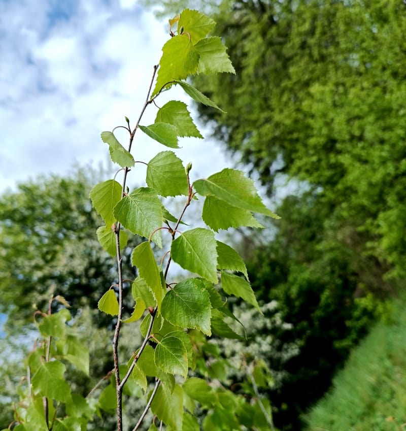 Bērza hidrolāts (ziedūdens) - Image 7