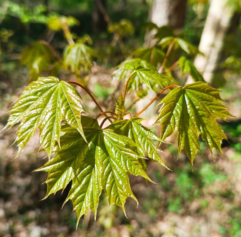 Kļavas hidrolāts (ziedūdens) - Image 5