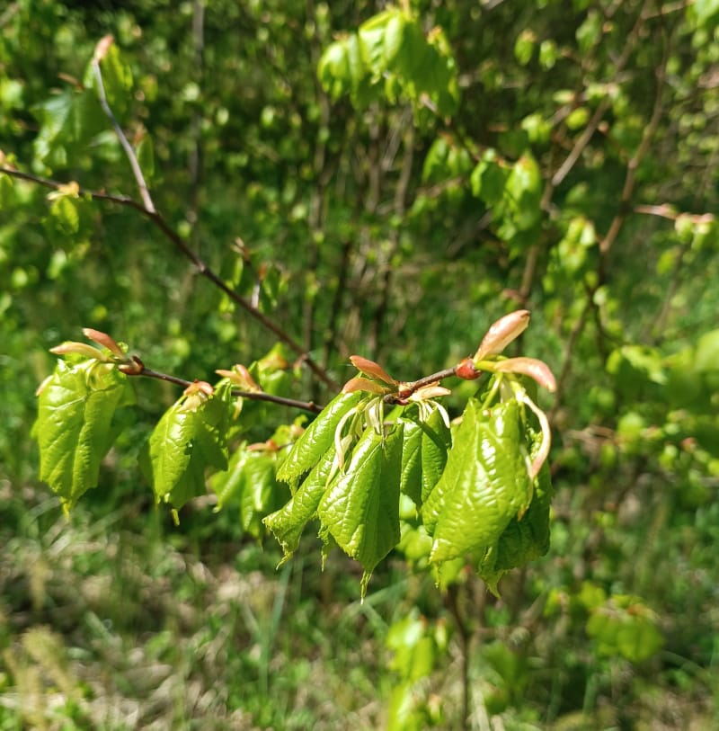 Liepas hidrolāts (ziedūdens) - Image 5