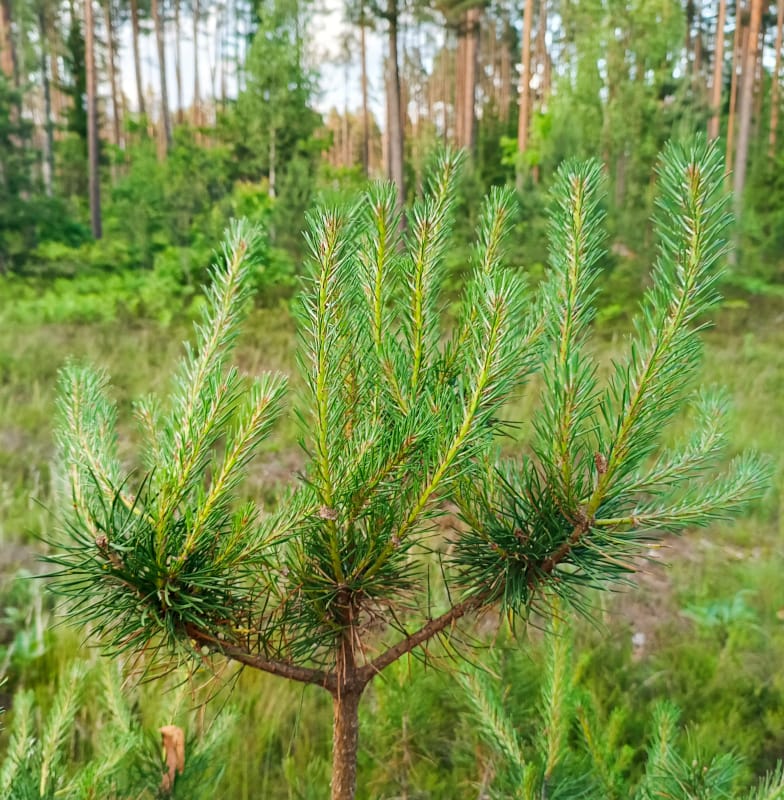 Priedes hidrolāts (ziedūdens) - Image 6