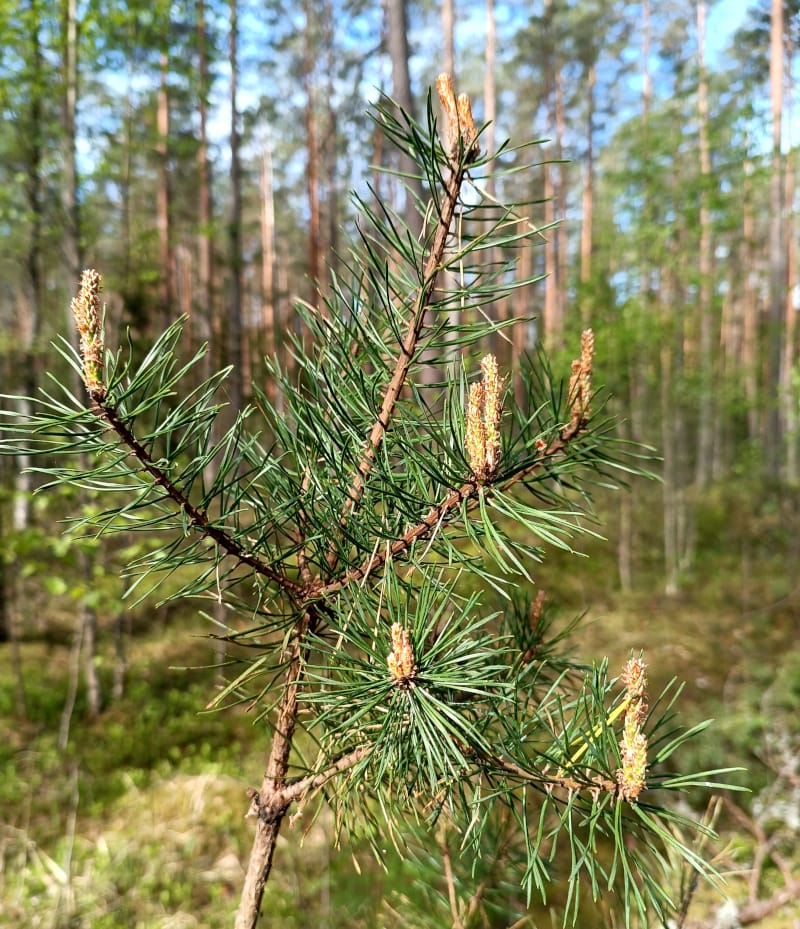 Priedes hidrolāts (ziedūdens) - Image 5