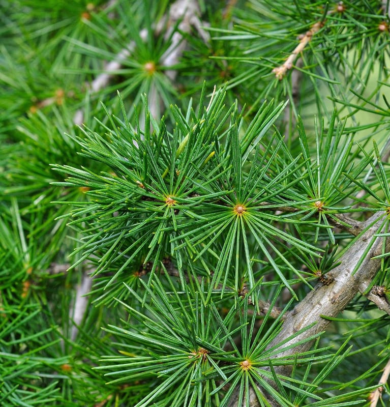 Ciedra hidrolāts (ziedūdens) - Image 5