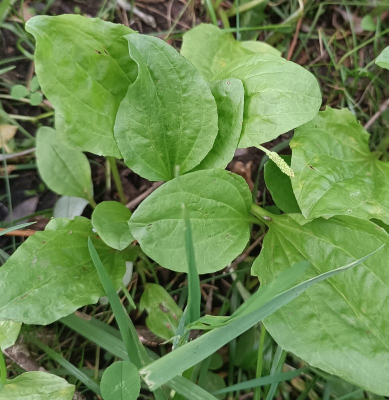 Ceļmallapu hidrolāts (ziedūdens) - Image 7