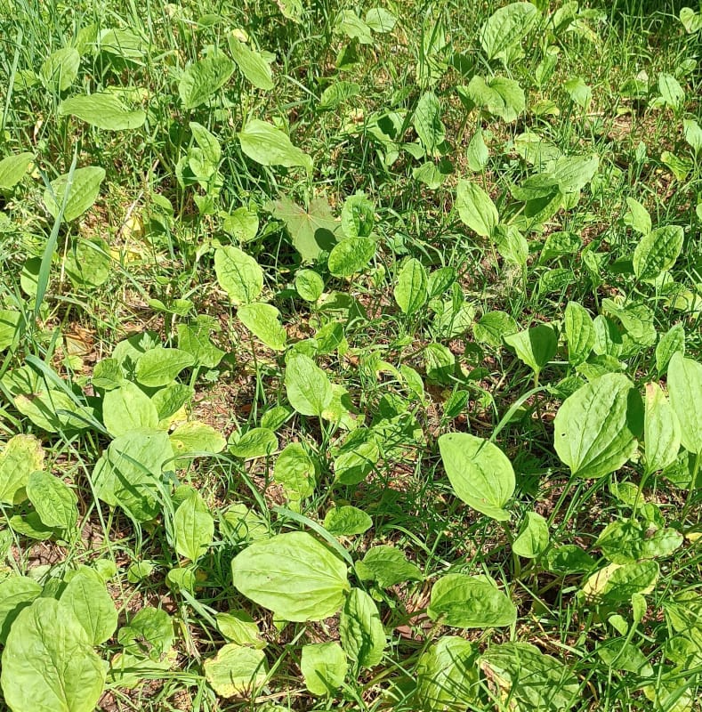 Ceļmallapu hidrolāts (ziedūdens) - Image 8