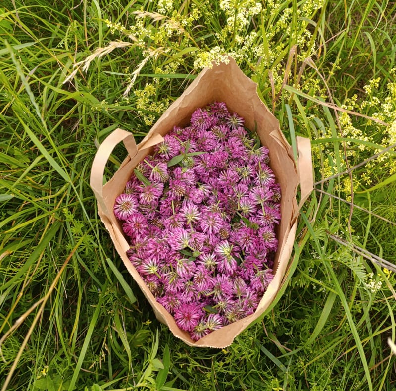 Āboliņa hidrolāts (ziedūdens) - Image 7