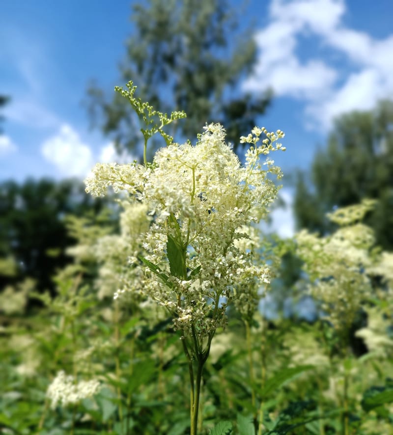 Vīgriezes hidrolāts (ziedūdens) - Image 5