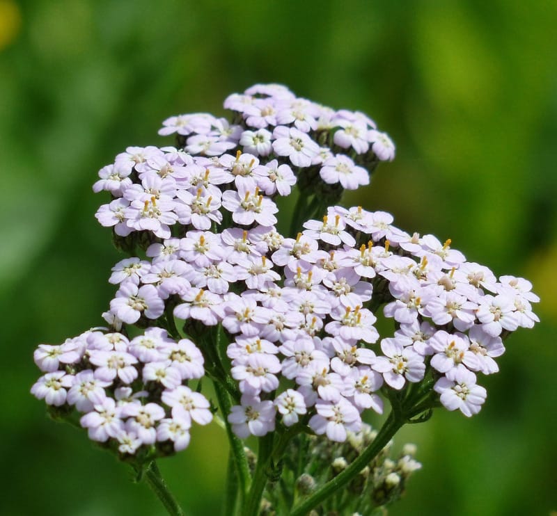 Pelašķa hidrolāts (ziedūdens) - Image 6