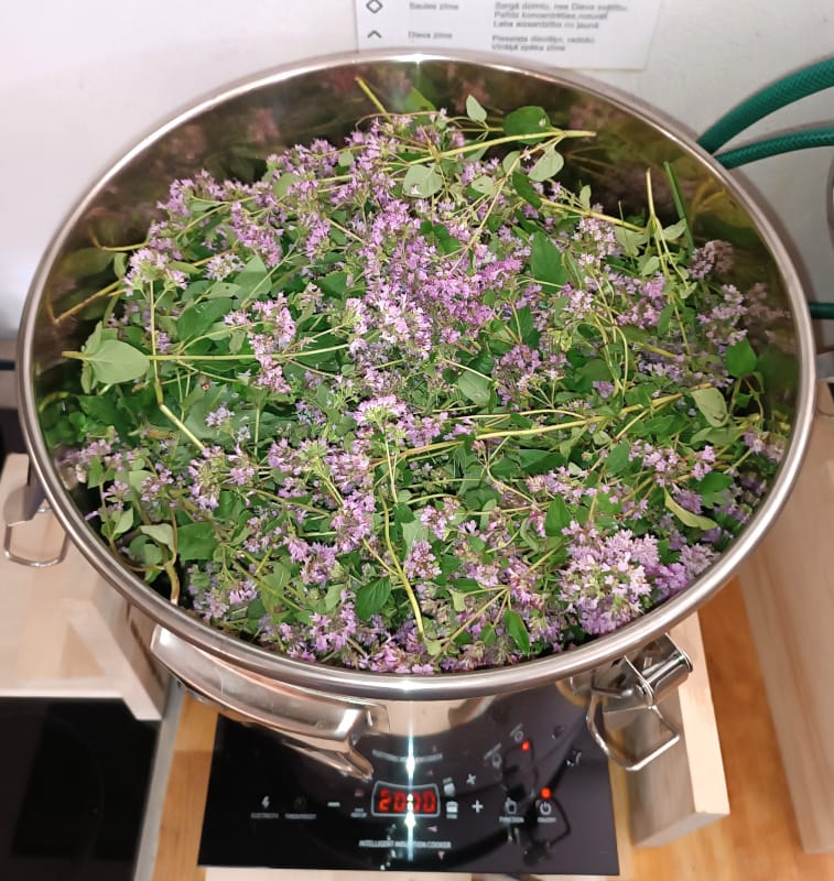 Raudenes (oregano) hidrolāts (ziedūdens) - Image 5