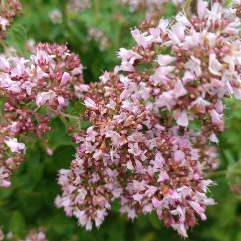 Raudenes (oregano) hidrolāts (ziedūdens) - Image 6