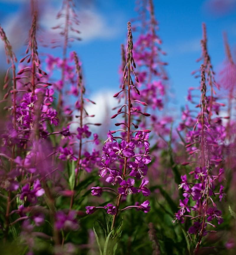 Ugunspuķes hidrolāts (ziedūdens) - Image 5
