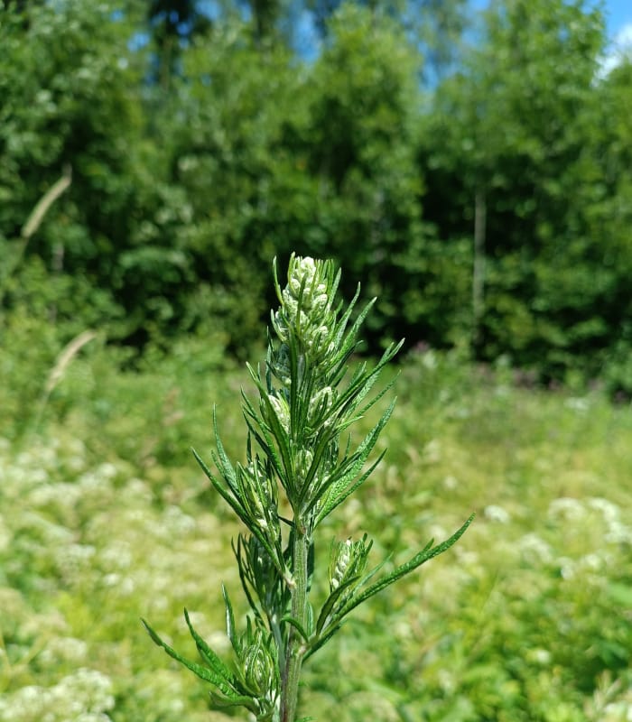 Vībotnes hidrolāts (ziedūdens) - Image 7
