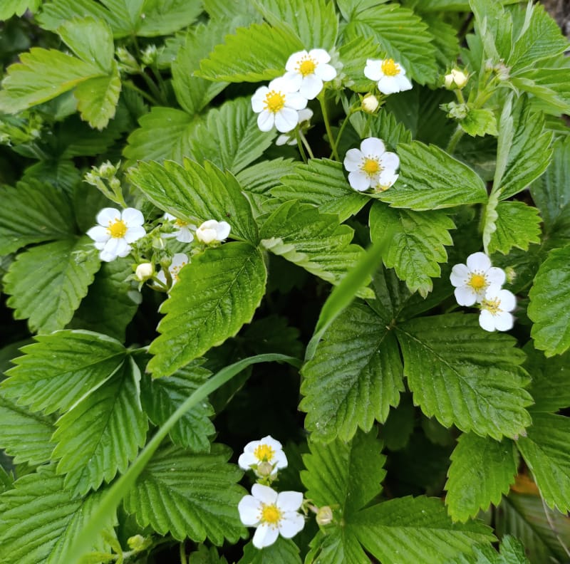 Meža zemeņu hidrolāts (ziedūdens) - Image 5
