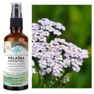 Pelašķa macerāts vīnogu kauliņu eļļā – Achillea millefolium