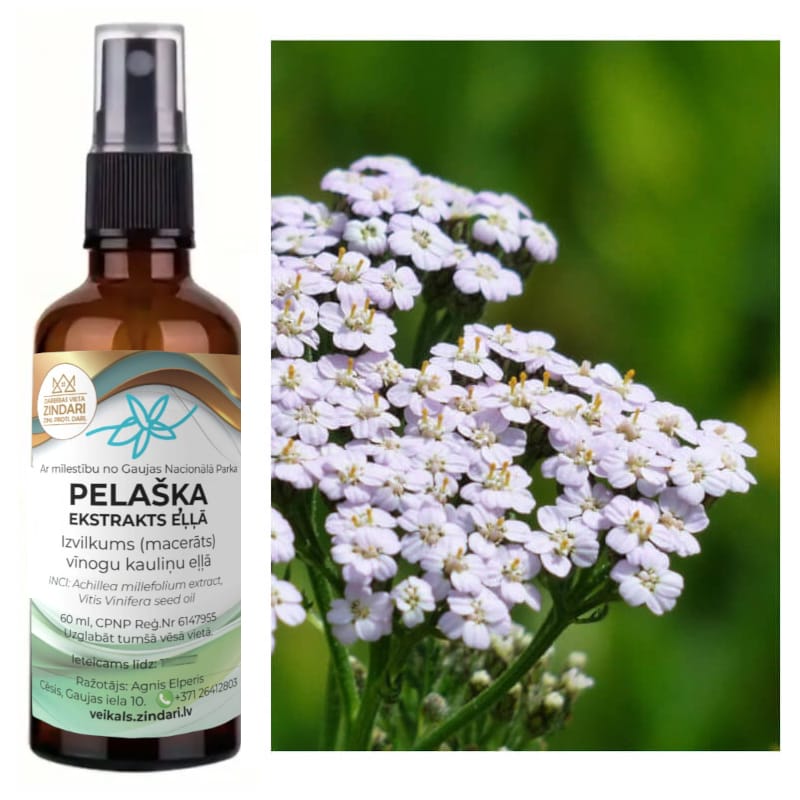 Pelašķa macerāts vīnogu kauliņu eļļā – Achillea millefolium